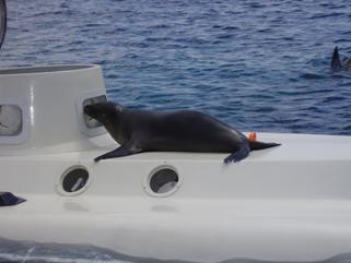 A seal takes a very close look at the submarine